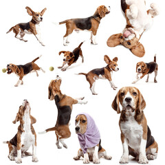 Collage made of images of purebred cute dog, beagle isolated over white background. Concept of...