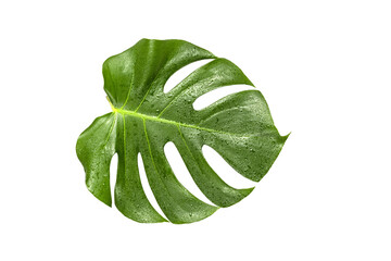 drops of water, rain on a leaf on isolated white background. eco friendly cosmetology product.