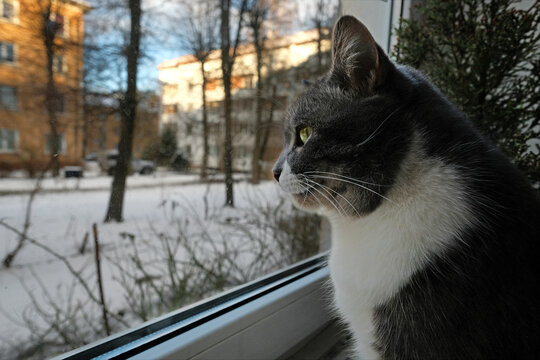 The cat looks out the window at the snow-covered courtyard