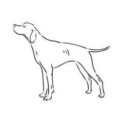 Dog Hand Drawn. Pointer. Vector illustration isolated