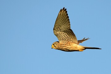Fliegender Turmfalke (Falco tinnuculus), Rüttelstellung.