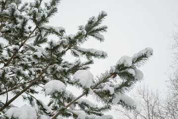 Winter tree covered with snow as background. Close up