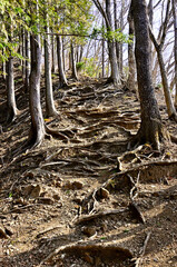 道志山塊の高柄山　秋山山稜コースの登山道
