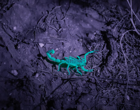 Desert  scorpion glows blue in the beam of an ultraviolet lamp at night in the desert in southern Israel near the Avdat fortress
