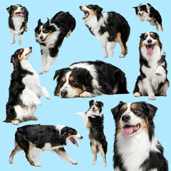 Collage about beautiful purebred dog with different emotions isolated over blue background. Concept of beauty, breed, pets, animal life.