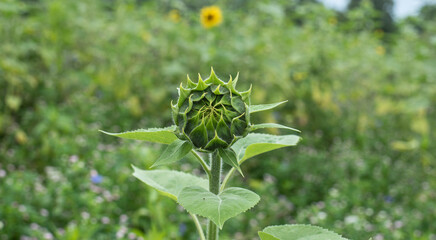 Fototapeta premium the hairy green bud of a sunflower