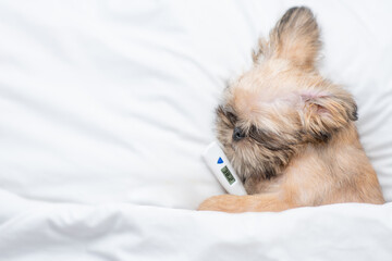 Sick Brussels Griffon puppy sleeps on a bed at home with a thermometer under the paw. Top down...