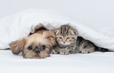 Lazy Brussels Griffon puppy lying with tiny kitten under warm blanket on a bed at home