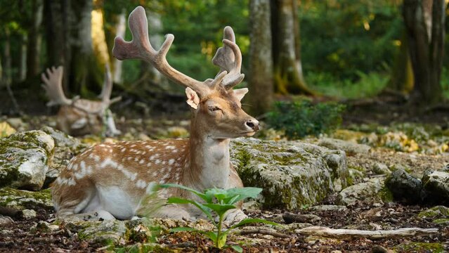 Male fallow deer, buck with antlers resting in natural environment. Deer Dama dama. Vision Park in Auberive region, France. Slow motion