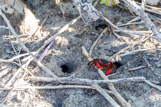 Red mangrove crab (Perisesarma bidens, the red-clawed crab), entering a hole in mangroves on the coast of Praslin Island, Seychelles.