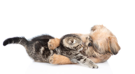 Playful friendly Brussels Griffon puppy hugs and tiny tabby fold kitten. Isolated on white background