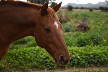 Brown horse