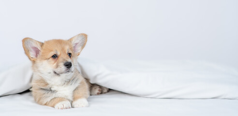 Happy Pembroke welsh corgi dog lies under white blanket at home. Empty space for text