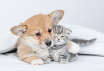Friendly Pembroke Welsh corgi puppy embraces tiny kitten under warm blanket on a bed at home