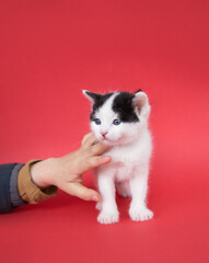 shorthair black and white kitten stands on a pink background. A child's hand gently strokes the cat. Care and love for beloved pets
