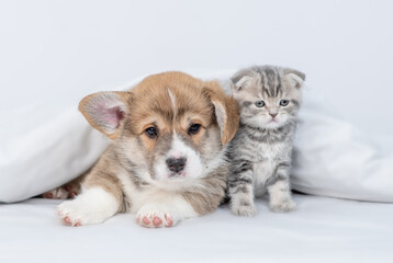 Pembroke welsh corgi puppy and baby kitten lying together under warm white blanket on a bed at home