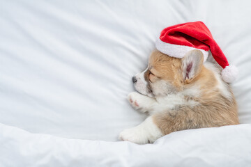 Tiny Yorkshire terrier puppy wearing red santa hat sleeps on a bed under white blanket at home. Top down view. Empty space for text