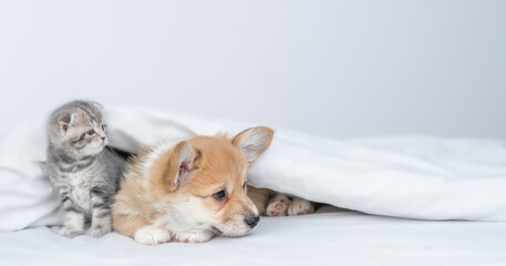 Cute Pembroke welsh corgi puppy and gray kitten sit together under warm blanket on a bed at home and look away on empty space