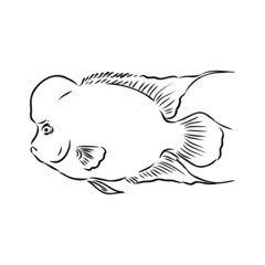 Naklejka na ściany i meble goldfish , hand drawing, vector illustration isolated on white background aquarium fish vector