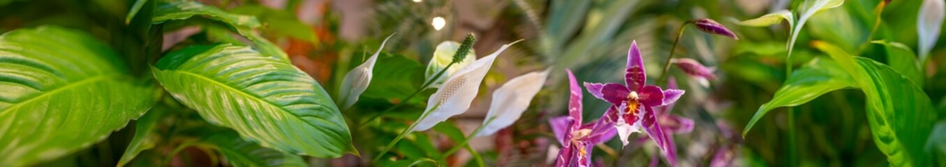 Fototapeta premium exotic plants and flowers in a green house