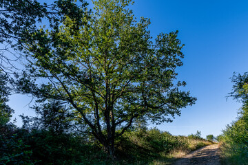 Arbre majestueux au bord d'un chemin par une belle matin&eacute;e d&rsquo;&eacute;t&eacute; avec son feuillage refl&eacute;tant la lumi&egrave;re du soleil