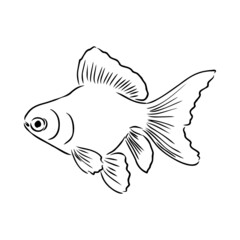 goldfish , hand drawing, vector illustration isolated on white background aquarium fish vector