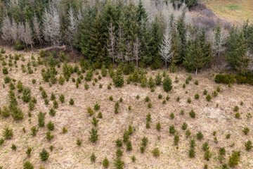 jeunes sapins qui poussent dans un champ