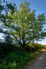 Superbe arbre en bordure de chemin avec son feuillage &eacute;clair&eacute;e par les rayons au lever du soleil
