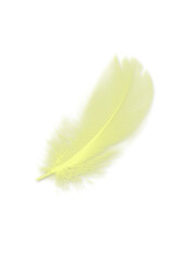 Beautiful yellow parrot feathers isolated on white background, feather Yellow