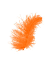 Orange feather on white background