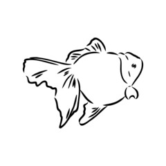 goldfish , hand drawing, vector illustration isolated on white background aquarium fish vector