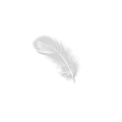 Falling white bird feathers, swan feather