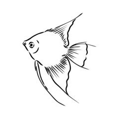 goldfish , hand drawing, vector illustration isolated on white background aquarium fish vector