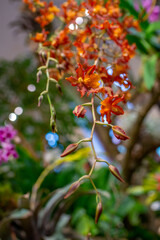 exotic plants and flowers in  a green house