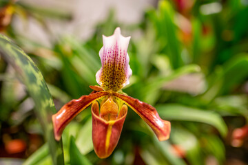 Naklejka na ściany i meble exotic plants and flowers in a green house - Paphiopedilum