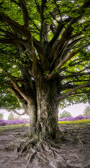 An old thick tree up close with purple heather in the background