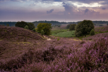 Fototapeta na wymiar Thick clouds over the purple-filled moor in the Pos . nature park