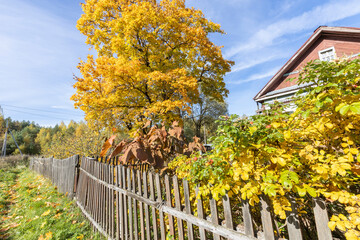 A large yellow tree near an old village house. Rural autumn landscape with an old maple tree. Bright yellow foliage on tree and ground. Sunny autumn day. Rural landscape with maples.