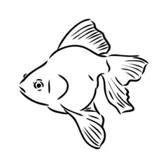 goldfish , hand drawing, vector illustration isolated on white background aquarium fish vector
