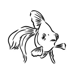 goldfish , hand drawing, vector illustration isolated on white background aquarium fish vector