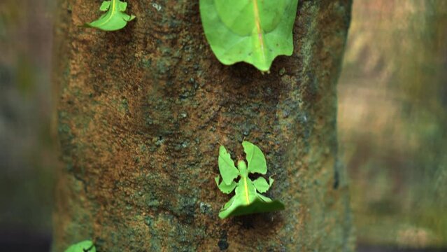 Leaf Insect the green Phylliidae sticking under a leaf and well camouflaged and themes towards the stem