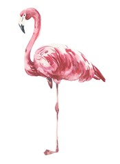 Watercolour pink flamingo isolated on white background. Watercolor illustration.
