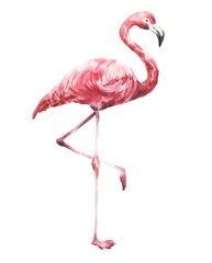 Watercolour pink flamingo with bent leg isolated on white. Watercolor illustration.