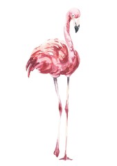 Watercolour pink flamingo isolated on white. Watercolor illustration.