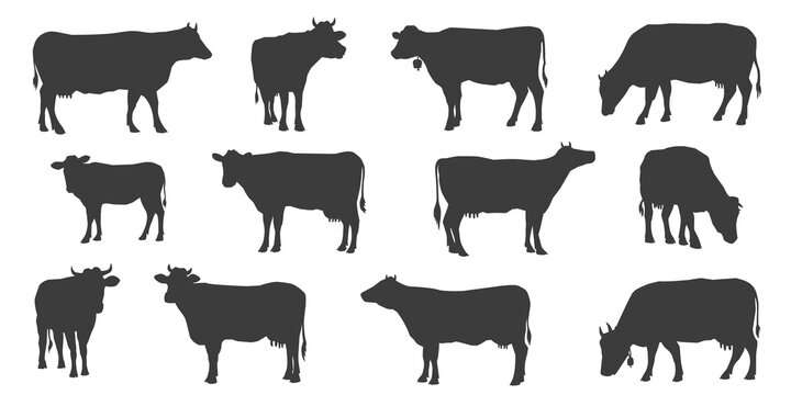 cow silhouettes_2022