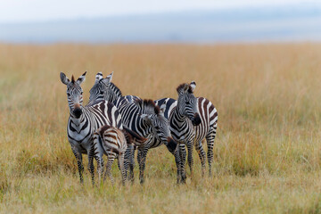 Fototapeta na wymiar Zebra standing on the savanne of the Masai Mara Game Reserve in Kenya