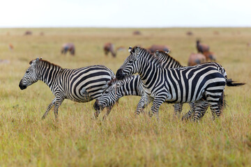 Fototapeta na wymiar Zebra family running on the savanne of the Masai Mara Game Reserve in Kenya
