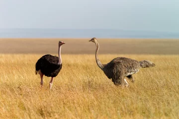 Deurstickers Ostrich (Struthio camelus) male trying to impress the famales on the plains of the Masai Mara National Reserve, Kenya © henk bogaard
