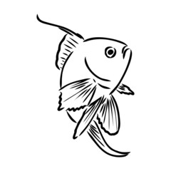 goldfish , hand drawing, vector illustration isolated on white background aquarium fish vector