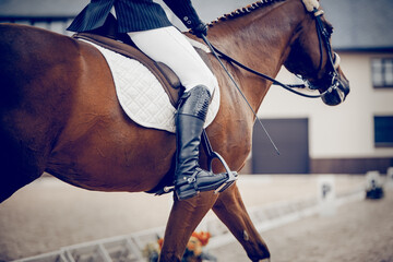 Equestrian sport. Dressage of horses in the arena.